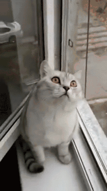 Кототерапия. Огромная порция позитива!